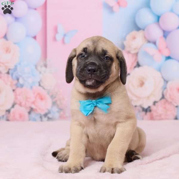 Dexter, English Mastiff Puppy